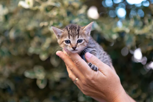 Bahçede Sevimli Bir Kedi Yavrusu Tutan Eller — Stok fotoğraf