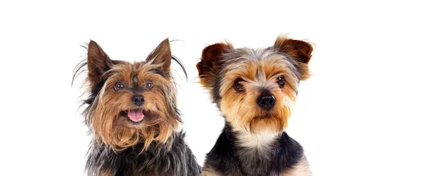 Dois Cães Pequenos Bonitos Com Cabelos Longos Curtos Isolados Fundo — Fotografia de Stock