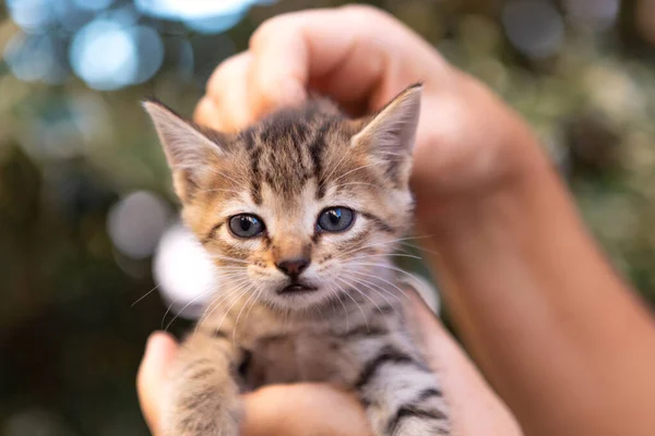 Mãos Segurando Gatinho Bonito Jardim — Fotografia de Stock