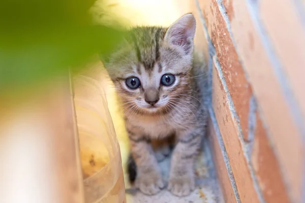 Gri Gözlü Şirin Yeni Doğmuş Kedi Yavrusu — Stok fotoğraf