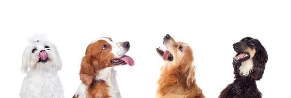 Cães Olhando Para Cima Isolado Fundo Branco — Fotografia de Stock