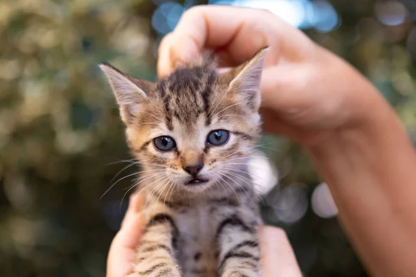 Hand holding a cute kitten in the garden