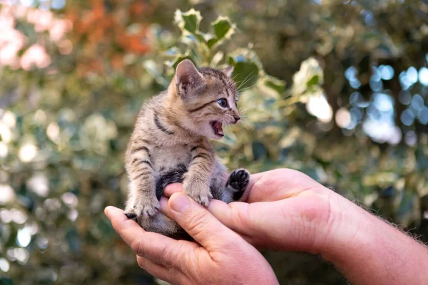 Hands Holding Cute Kitten Garden Royalty Free Stock Images