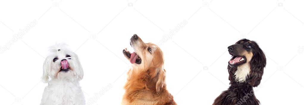Dogs looking up isolated on a white background