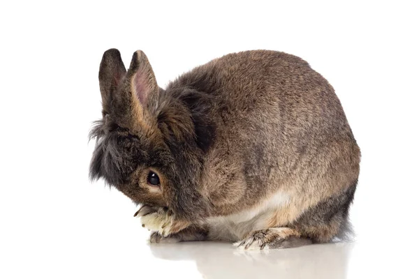 Bruin Konijn Geïsoleerd Een Witte Achtergrond — Stockfoto