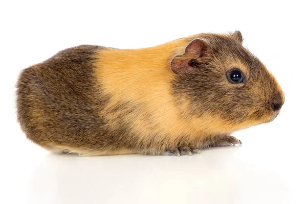 Braune Und Gelbe Meerschweinchen Isoliert Auf Weißem Hintergrund — Stockfoto