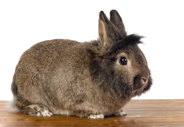 Braunes Kaninchen Isoliert Auf Weißem Hintergrund — Stockfoto