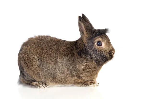 白い背景に隔離された茶色のウサギ — ストック写真