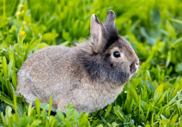 Brun Kanin Fri Det Gröna Gräset — Stockfoto