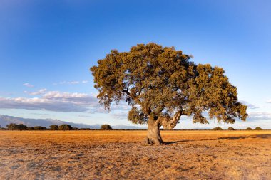 Yaz mevsiminde İspanyol çayırında bir meşe ağacı