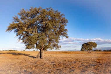 Yaz mevsiminde İspanyol çayırında bir meşe ağacı