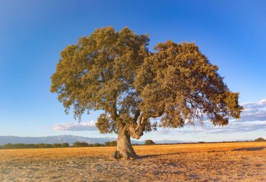 Yaz mevsiminde İspanyol çayırında bir meşe ağacı