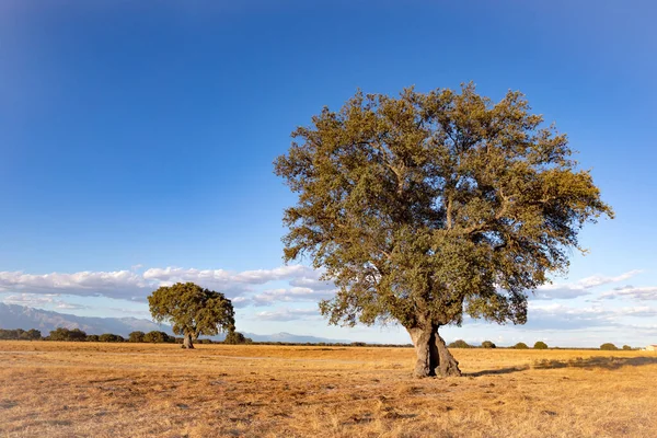 Prado Espanhol Verão Com Azinhão — Fotografia de Stock