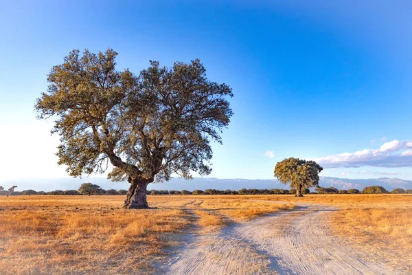 Spanish Meadow Summer Holm Oak — Stock Photo, Image