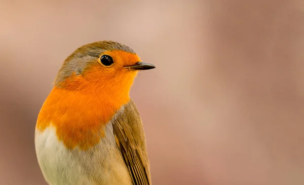 Beautiful Profile Red Bird Looking Side — Stock Photo, Image