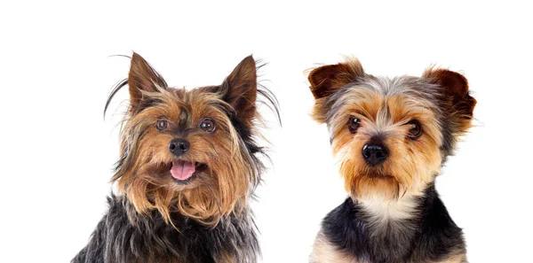 Två Söta Valpar Yorkshire Terrier Isolerad Vit Bakgrund — Stockfoto