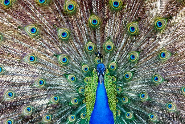 Amazing Peacock Bright Blue Green Colors — Stock Photo, Image