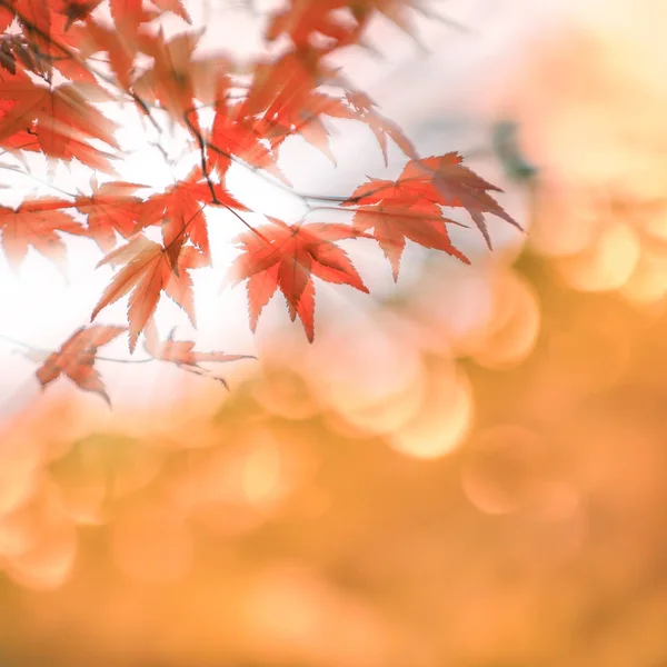autumn leaves with sun rays