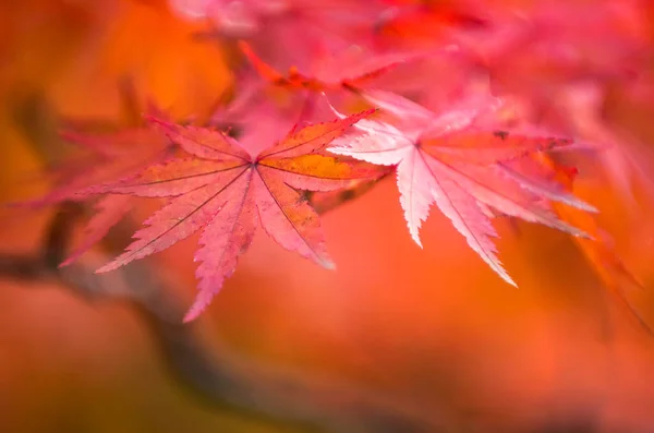 autumnal background, slightly defocused red maple leave