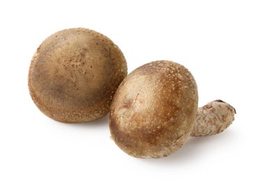 shiitake mantar beyaz zemin üzerine