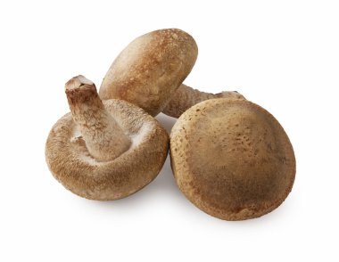 shiitake mantar beyaz zemin üzerine