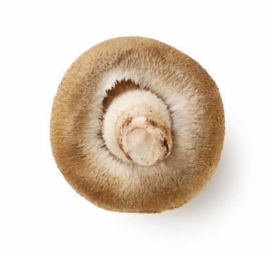 shiitake mantar beyaz zemin üzerine