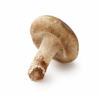 Shiitake mushroom on the White background clipart