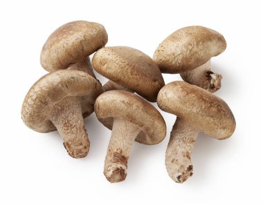 shiitake mantar beyaz zemin üzerine