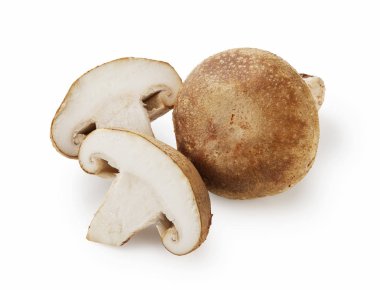 shiitake mantar beyaz zemin üzerine