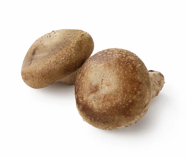 Shiitake Gomba Fehér Háttér — Stock Fotó