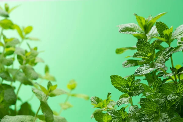 Fondo Verde Pálido Con Espacio Copia Hojas Menta Colocadas Primer — Foto de Stock