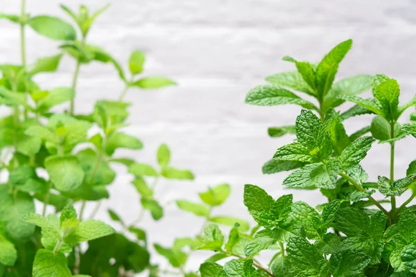 Fond Marbre Avec Espace Copie Feuilles Menthe Placées Premier Plan — Photo