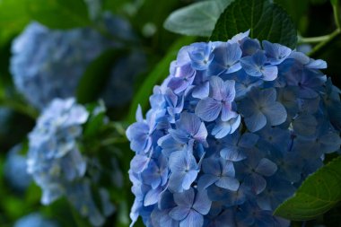 Japon mavi ortancaları yakın plan. Japon stili resim