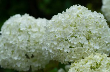 Japon beyaz ortancaları yakın plan. Japon stili resim