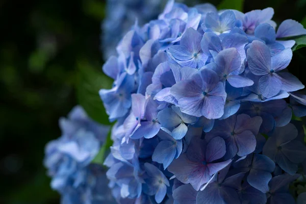 Japanese blue hydrangea close up. Japanese style imag