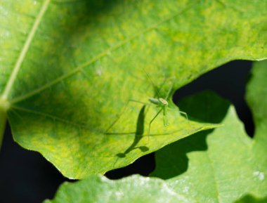 Yaprağın üzerinde küçük bir Japon peygamber devesi.