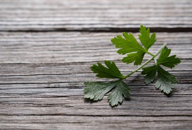 Eski bir ağaç arka planında İtalyan maydanozu