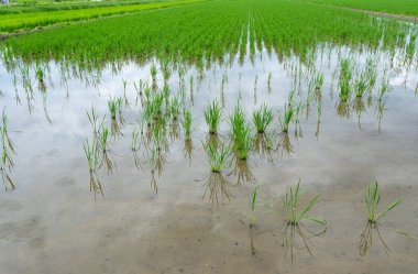Elma salyangozları tarafından hasar görmüş bir çeltik tarlası