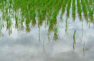 Elma salyangozları tarafından hasar görmüş bir çeltik tarlası