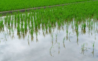 Elma salyangozları tarafından hasar görmüş bir çeltik tarlası