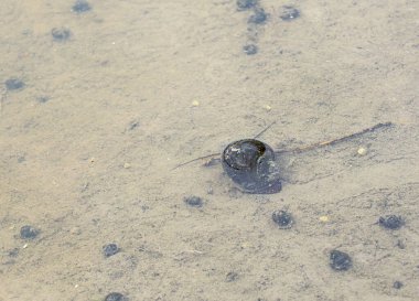 Çeltik tarlasında sürünen elma salyangozları.