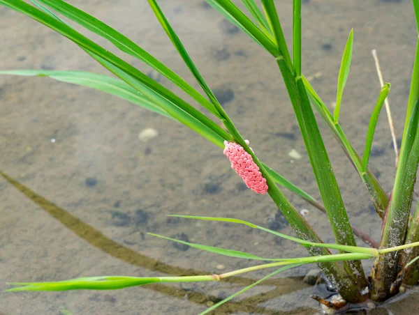 Apple Snail Eggs Rice Plant — Stock Photo, Image