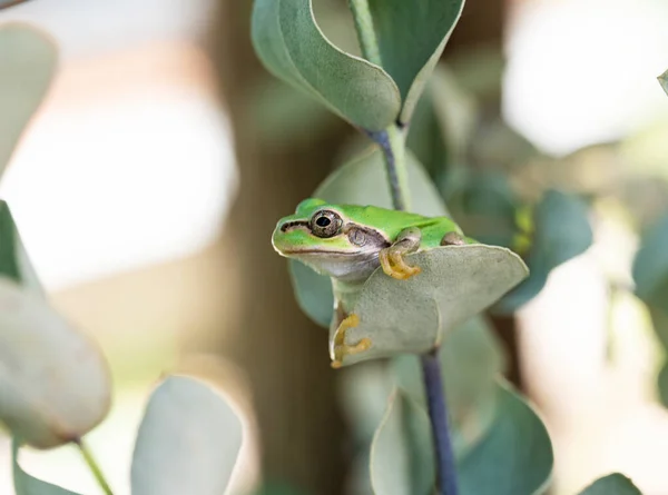 Japanese tree frog on a eucalyptus leaf