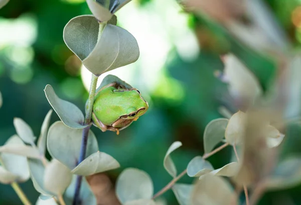Okaliptüs Yapraklı Japon Ağaç Kurbağası — Stok fotoğraf