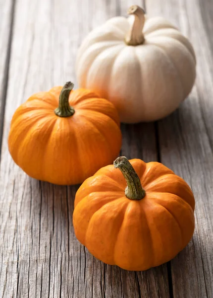 Orange and white pumpkin placed against an old tree background