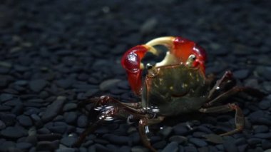 Kızıl Pençe yengecinin sualtı videosu