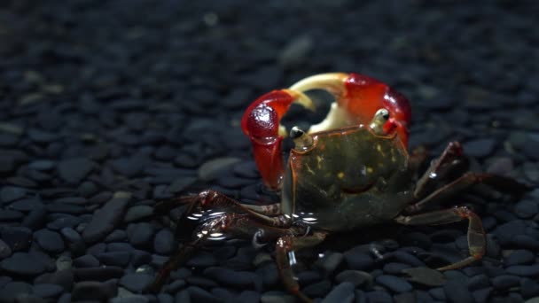 水中ビデオの赤い爪カニ — ストック動画