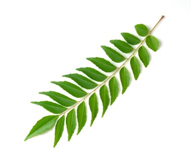 Beyaz arkaplanda köri yaprakları