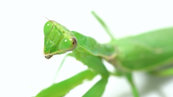 Depredación de la mantis orante sobre un fondo blanco — Vídeo de stock