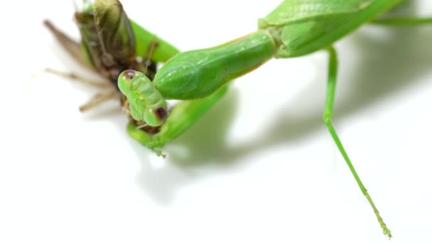 Praying mantis predation on a white background — Stock Video